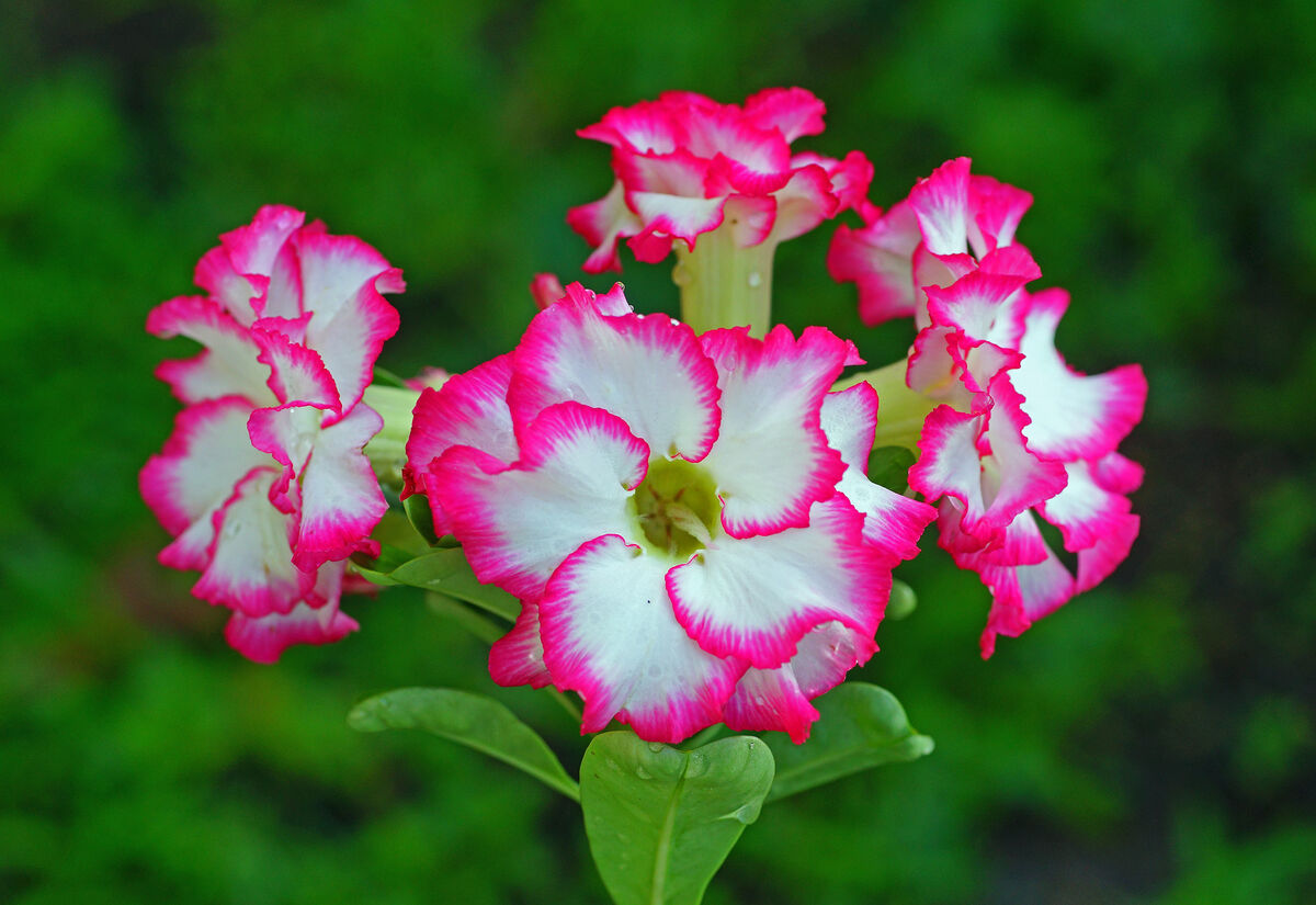 Desert Rose blooming exposion My desert Rose is finally blooming