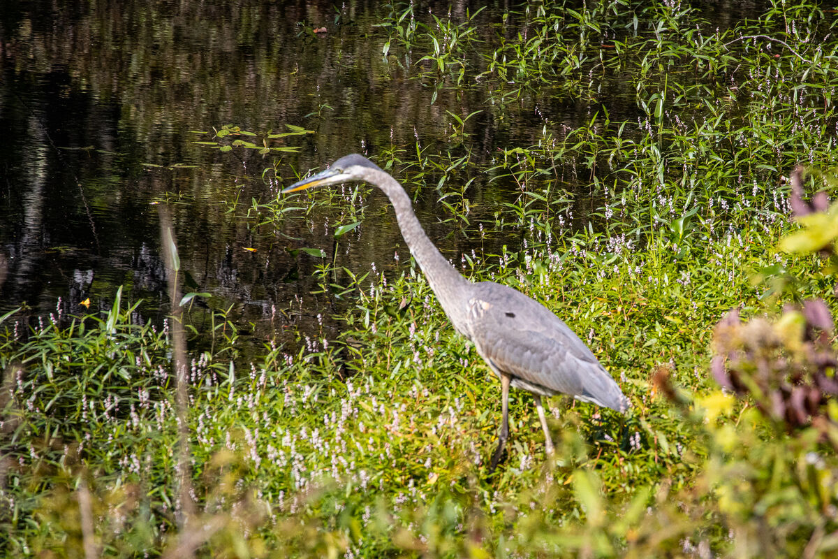 Great Blue Heron: Great Blue Heron, Majestic birds.