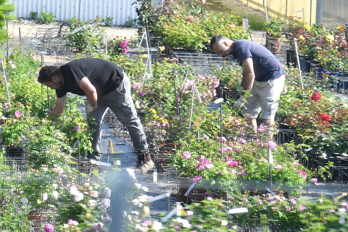 Workers tending the roses at a large nursery outsi...