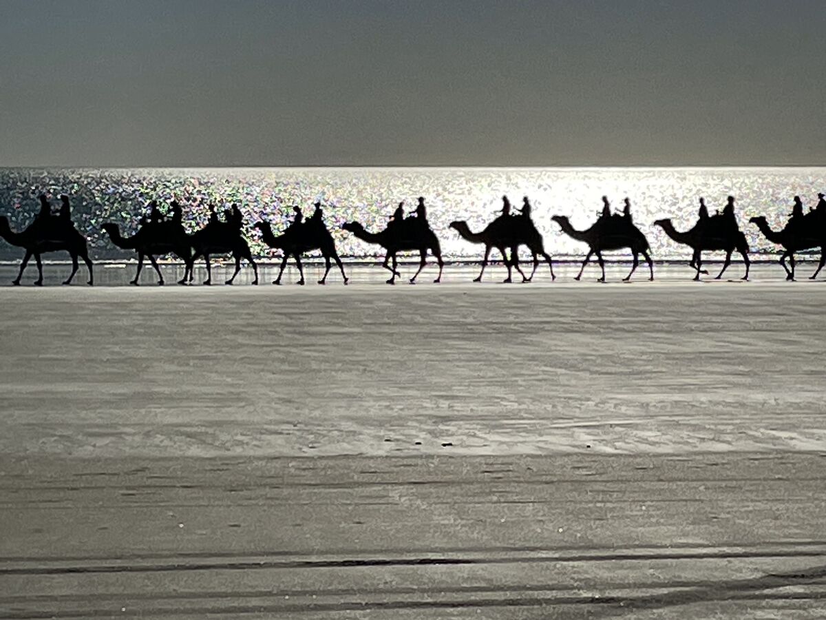 Camels on the beach in Broom WA...