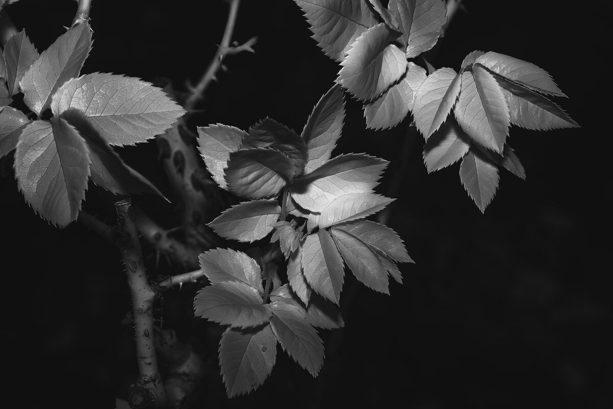 rose leaves with 850nm filter...