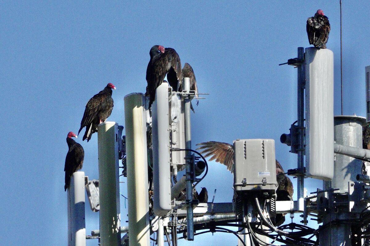 A Whole Bunch of Vultures I am not positive what a number of vultures