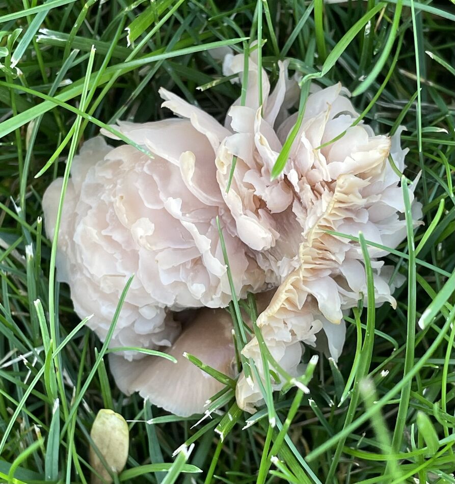 Not sure what this fungi is....