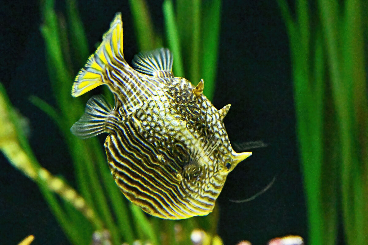 Aquarium life colorful fish Myrtle Beach, SC. Challenges thick