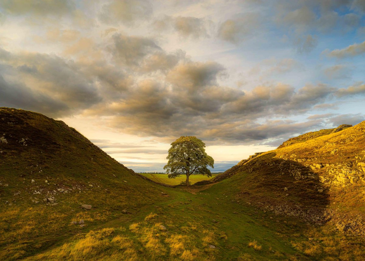 Sycamore Tree At Sycamore Gap In Hadrian S Wall Cut Down Deliberately   851406 Sycamoregap 