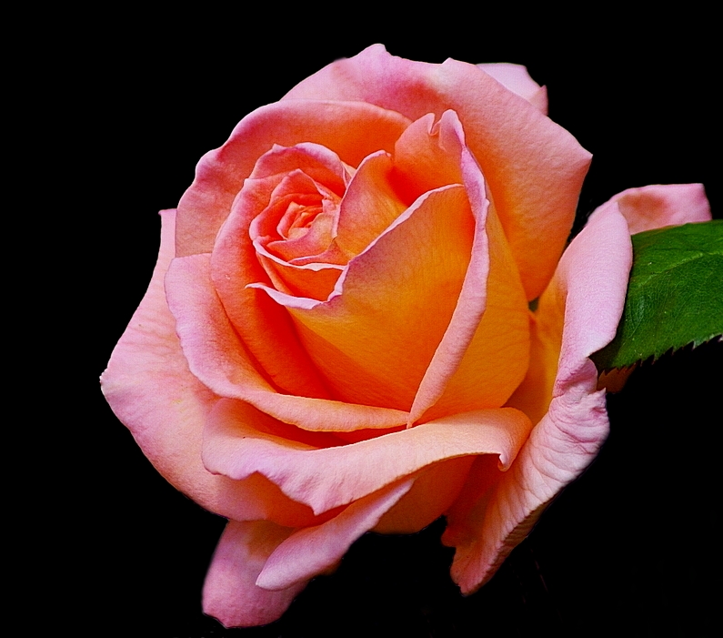 A Rose: Lens: SMC Pentax-FA 80-320mm, IS, STM Lens Camera: Pentax k-7 ...