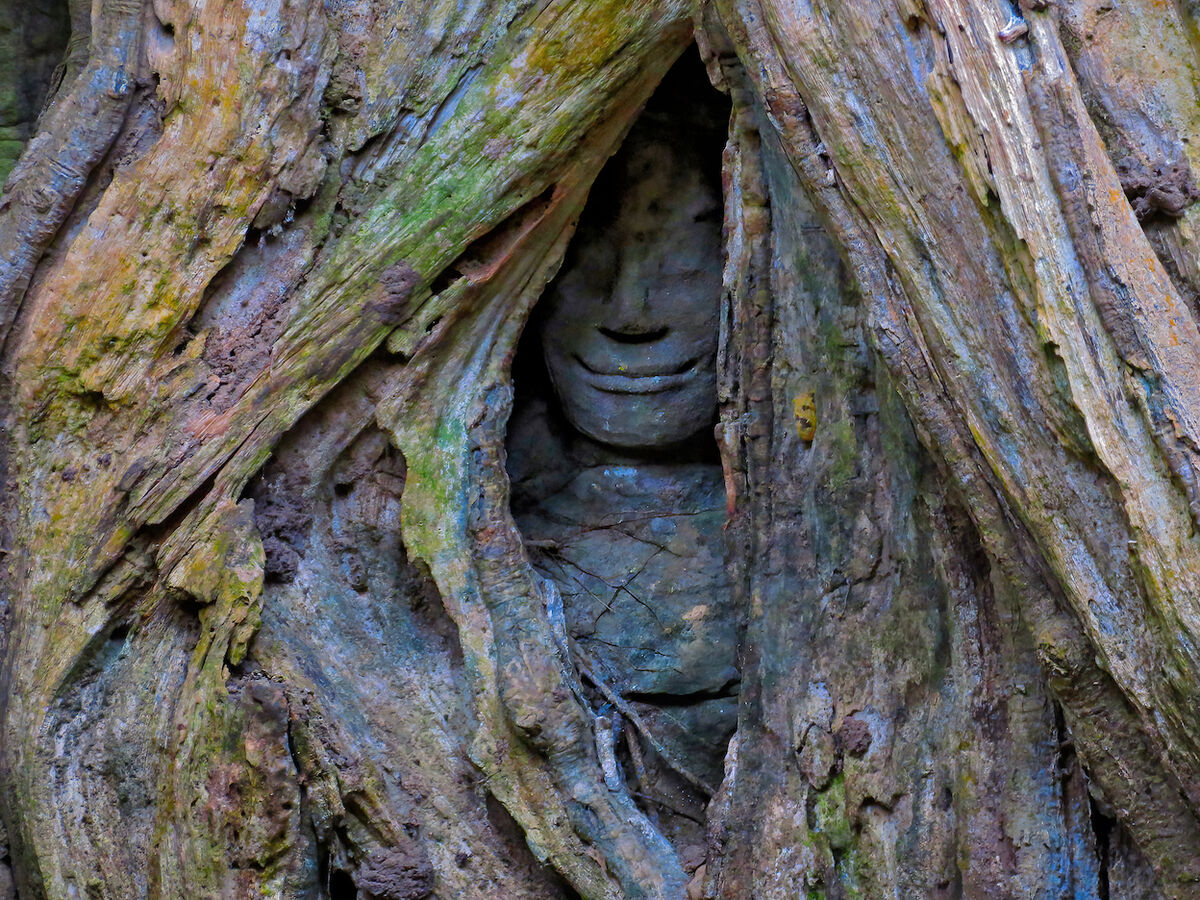 This tree grew around Buddha.  It looks as if he l...