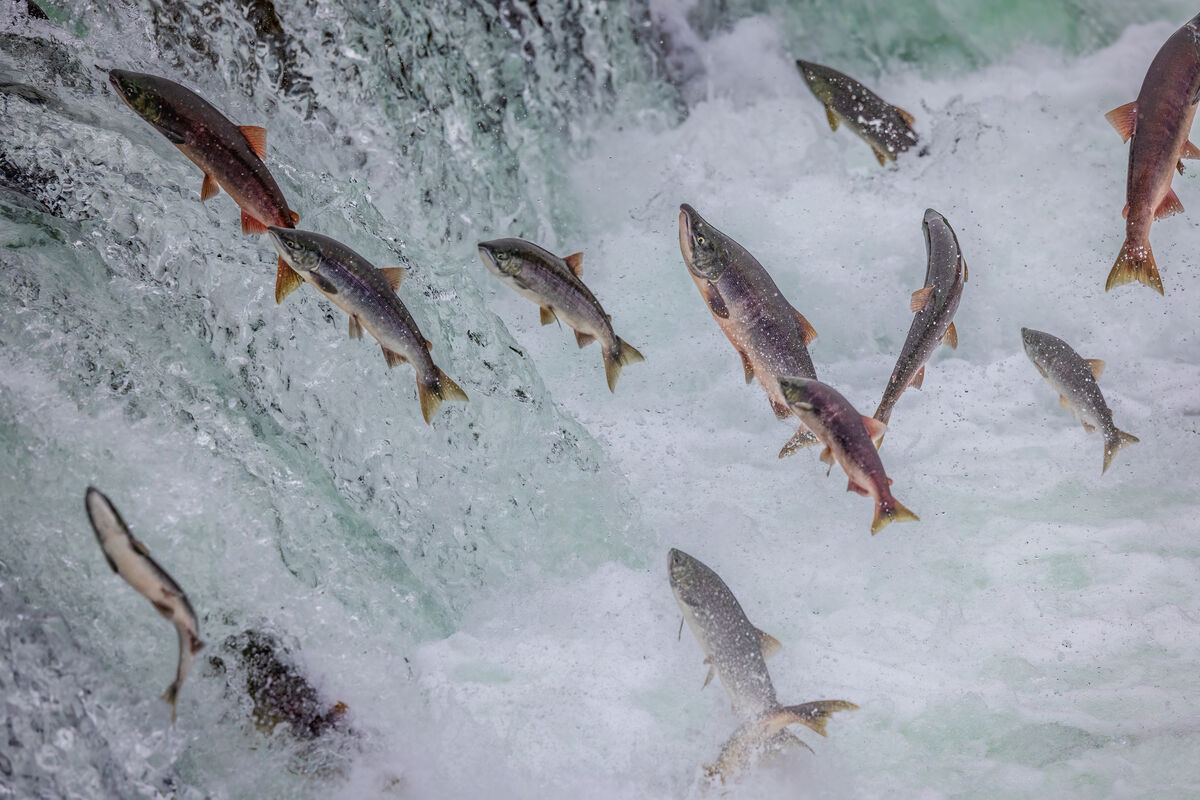 A bonanza of salmon!...