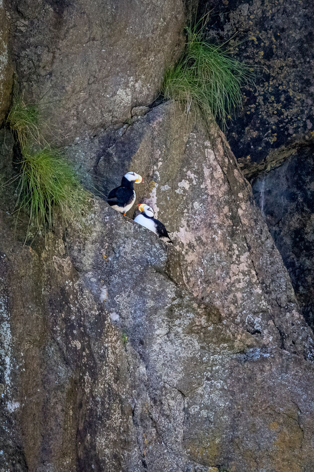 Horned Puffins nesting...