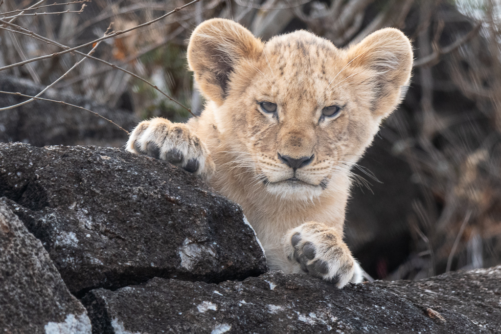 An a curious young lion cub wondering who those st...