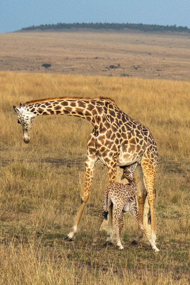 A mother giraffe nursing her youngster....