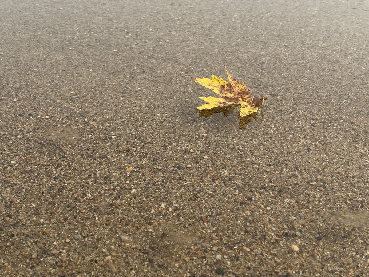 A single leaf floating down the river it was so cl...