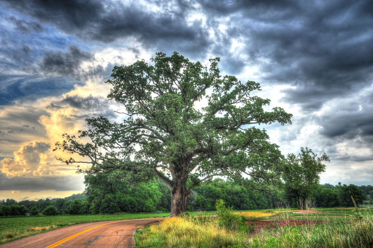 Champion Burr oak in Missouri...