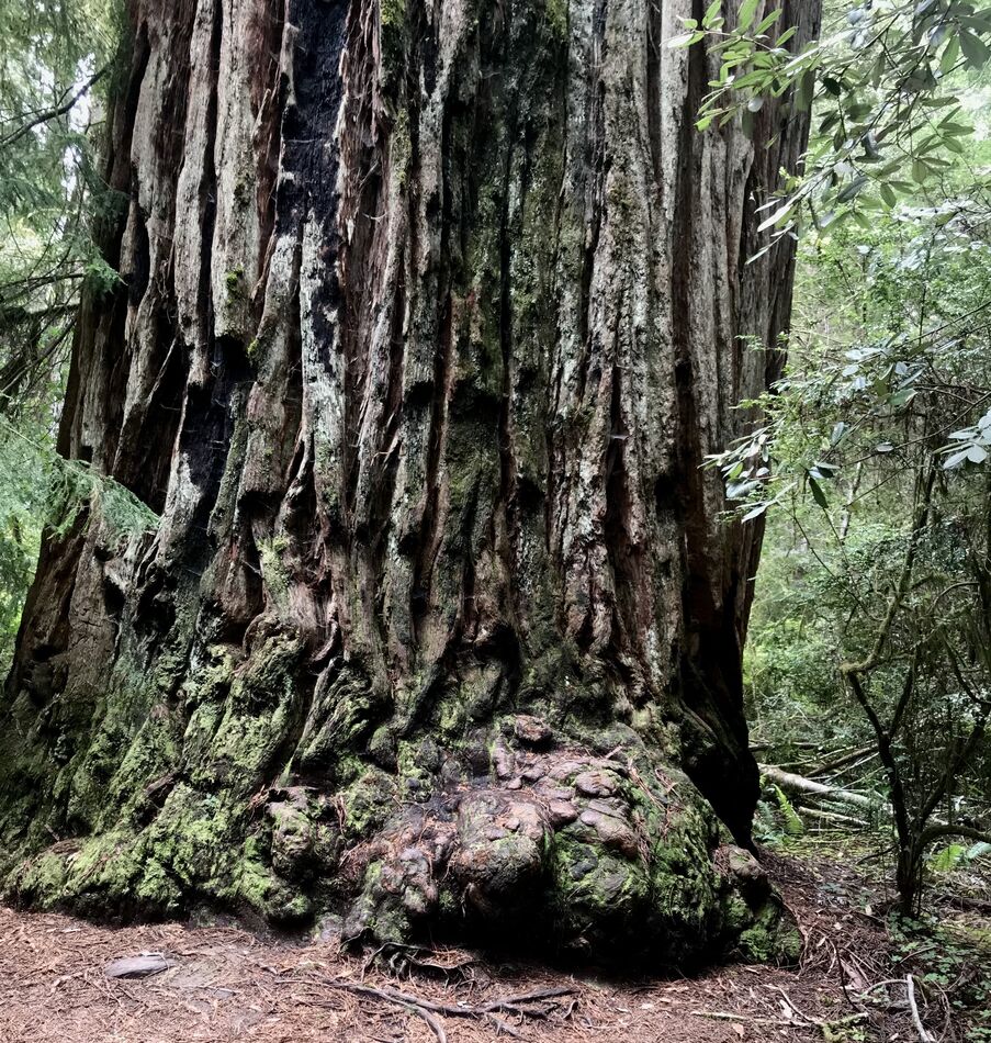 Giant Redwood...