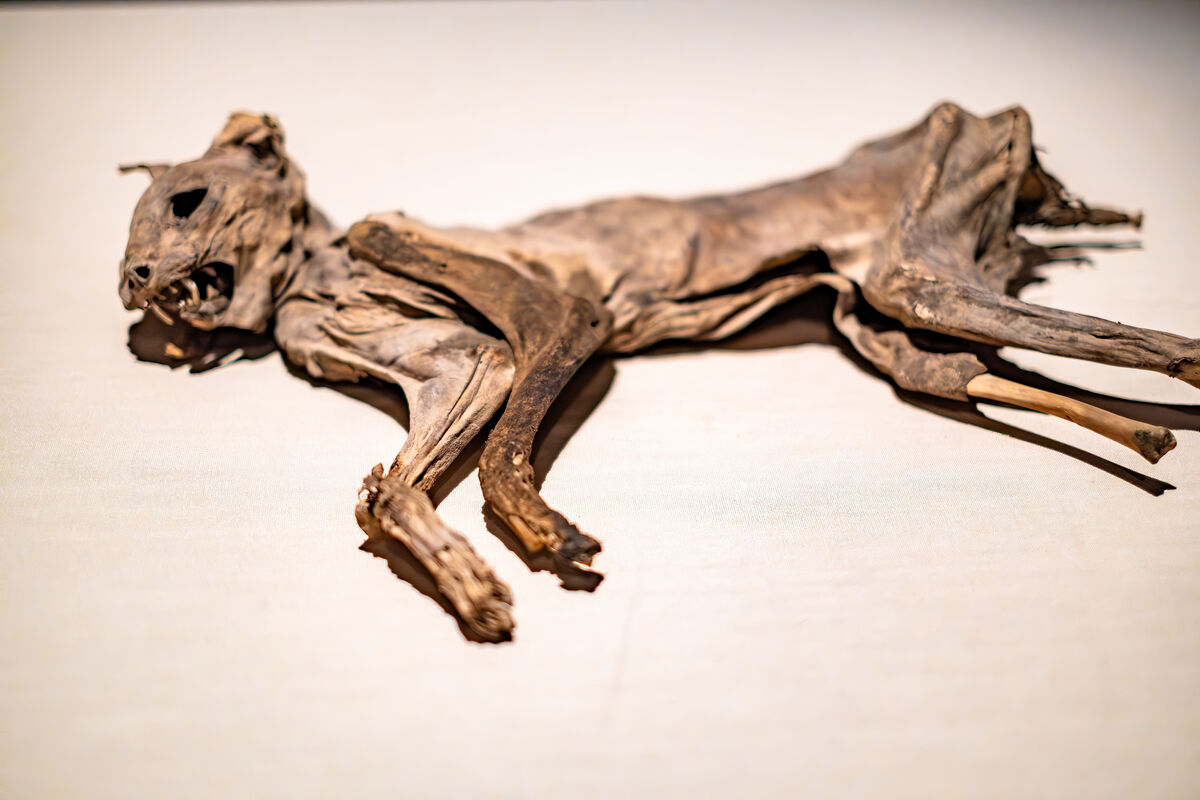 This cat was mummified naturally, all you need is ...