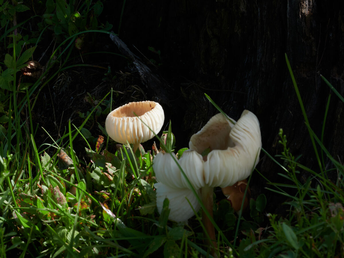 Not sure what type of mushroom it is.  Had an inte...