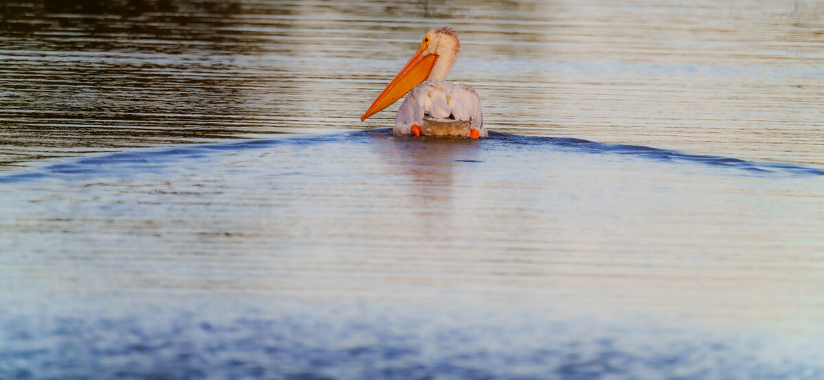 My usual butt view (American white pelican)...