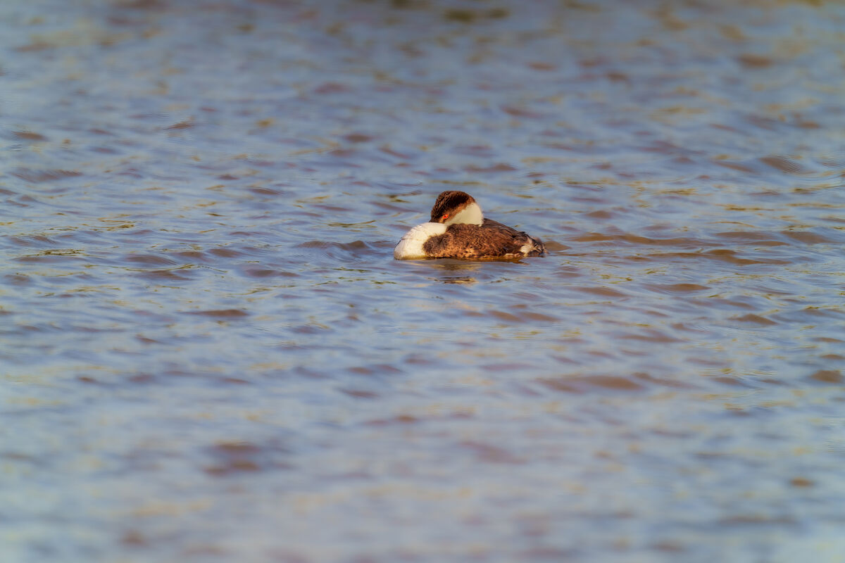 This wind is really tough (Western grebe)...