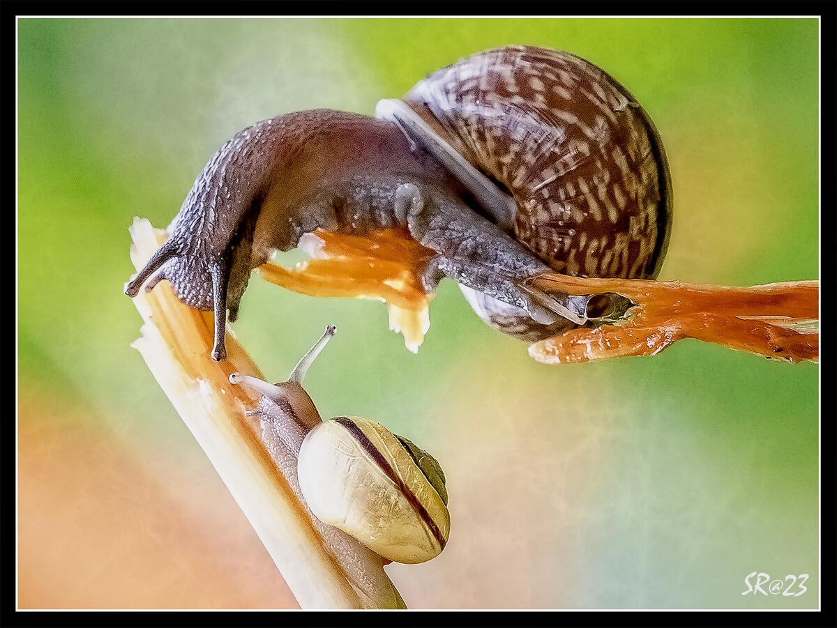 Snails...