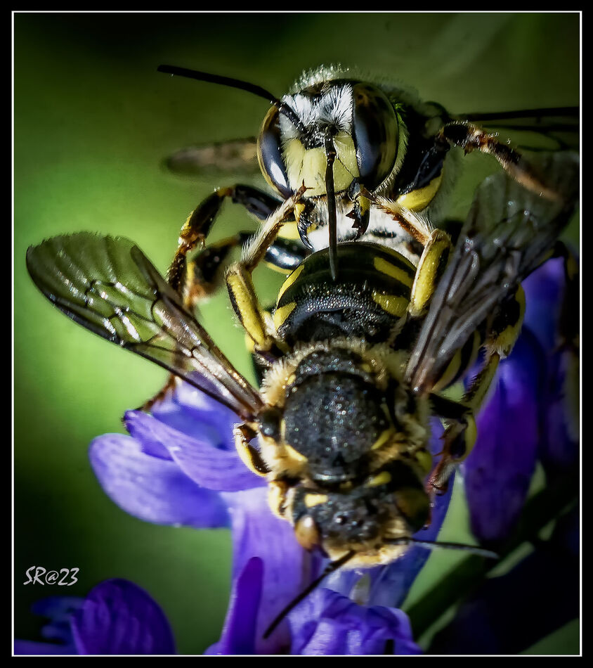 Wasps...