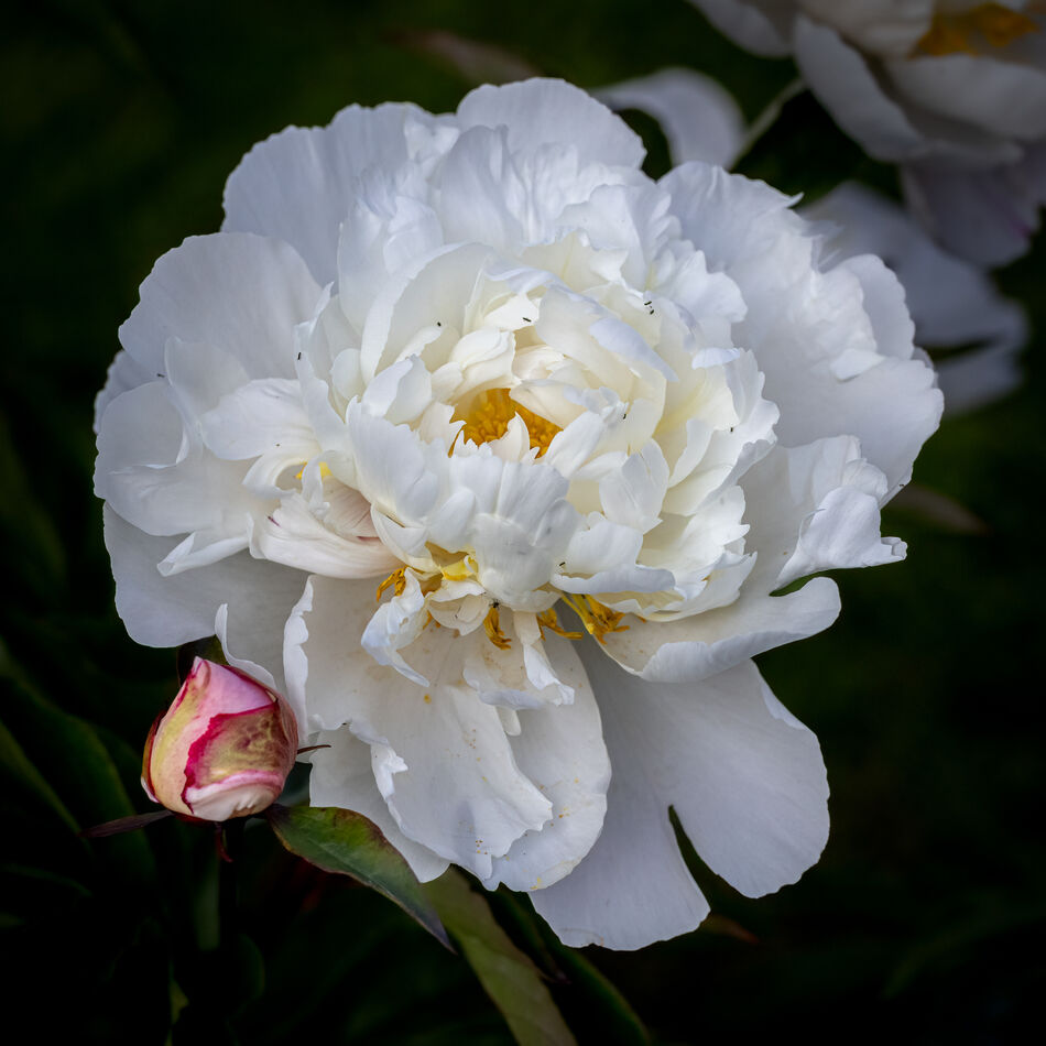 Who knew Alaska was known for growing peonies!...