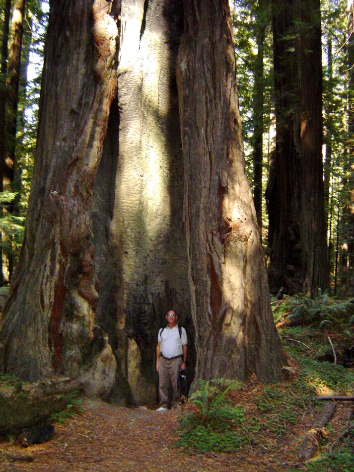 A big ol redwood in Northern California....