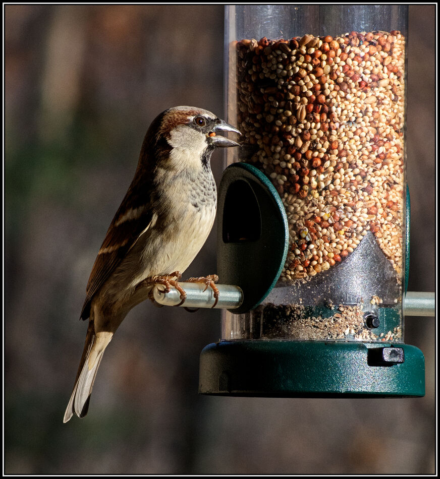 House Sparrow (Male) AF 70-210mm f4-5.6D Nikkor at...