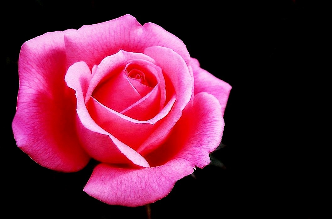 Wichura's Rose: Lens: Pentax-A 50mm, F/1.7 Lens Camera: Pentax k-50 ...