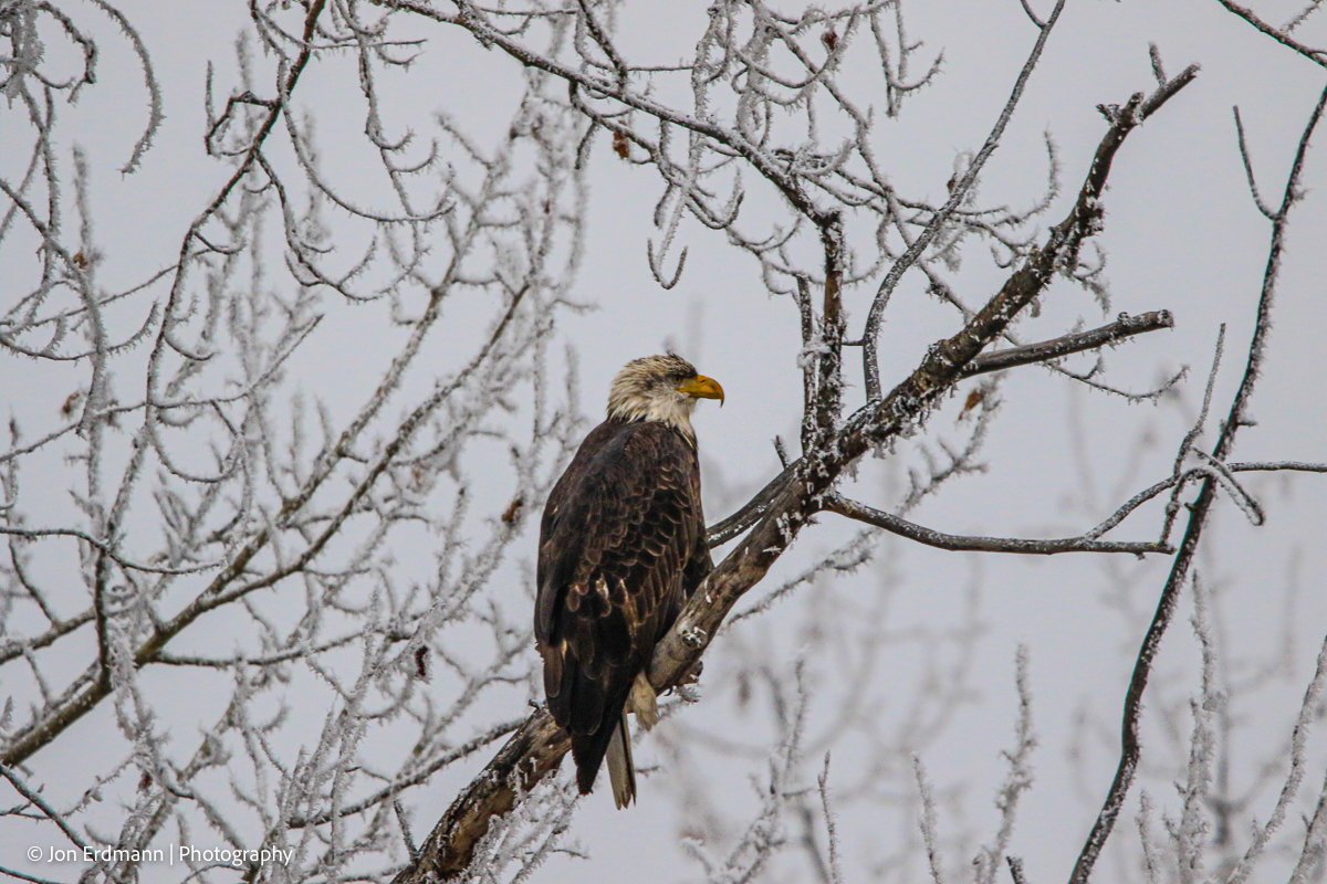 Hoar frost and the bald eagle Seeing hoar frost on a super cold day