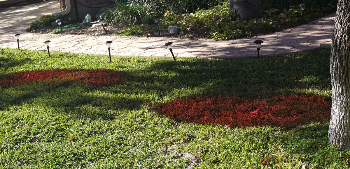 ...or green grass turning red...., but wait........