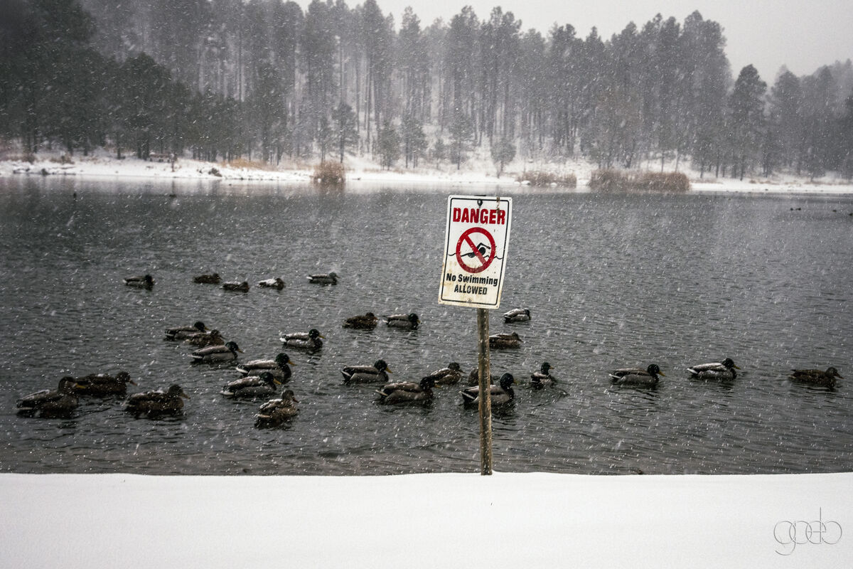 Ducks gathering snow...