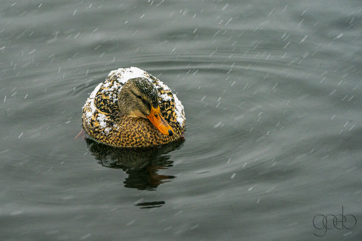 Cold Duck...