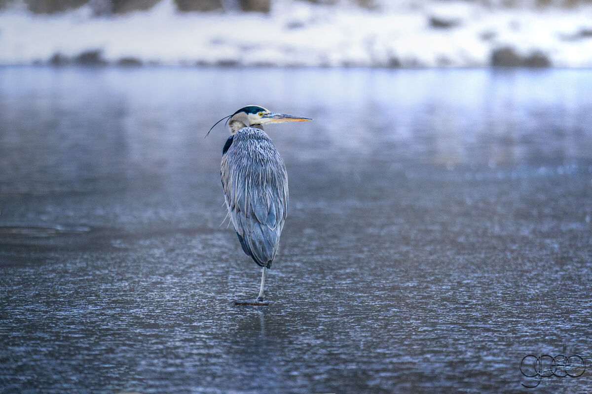Blue Heron on Ice...