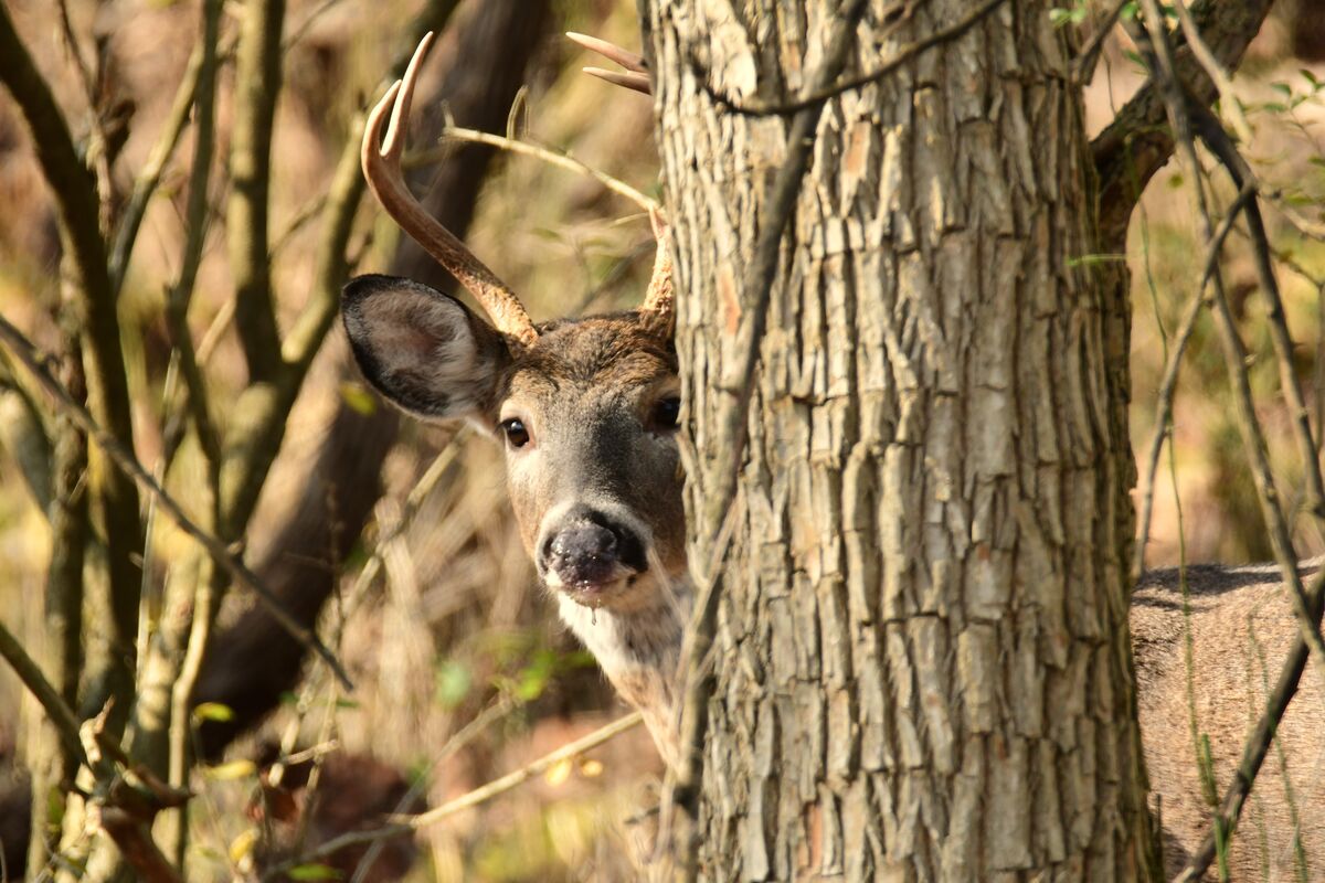 "I see a cute little doe over there by that guy wi...