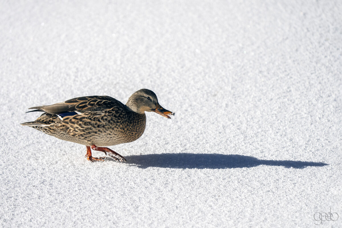 Duck cursing its shadow or the snow...