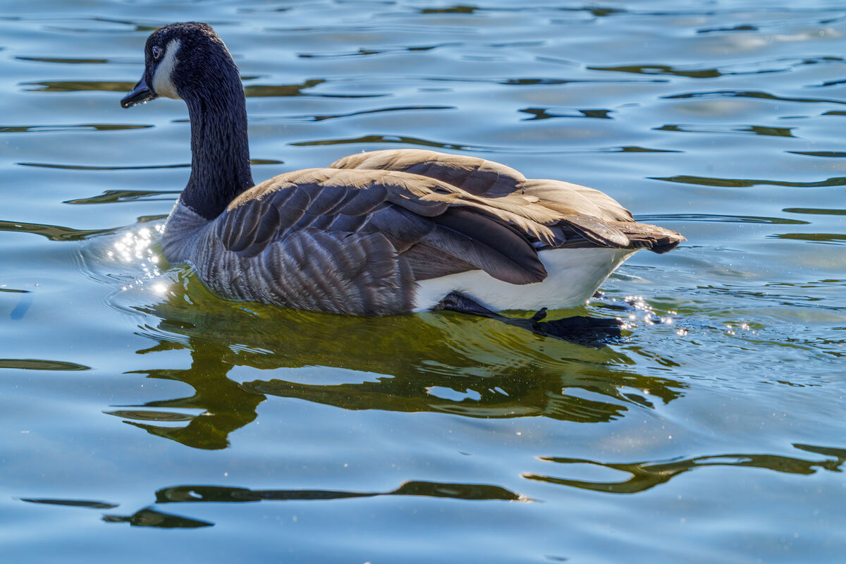 Canada goose on the move...