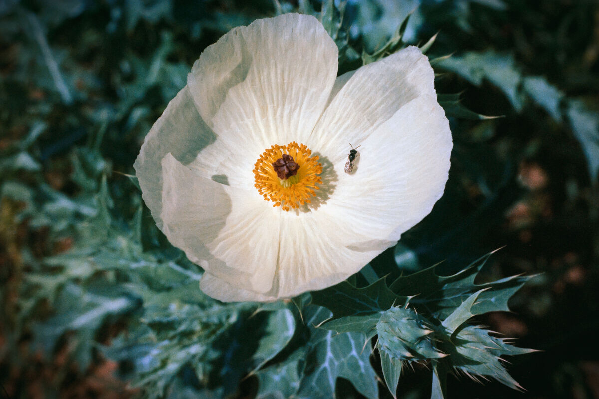 Texas, 1978, Flower with Bug (Fujicolor 200 negati...