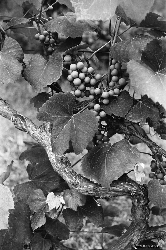 Fruit of the Vine, 1976 (Fujifilm Neopan SS)...