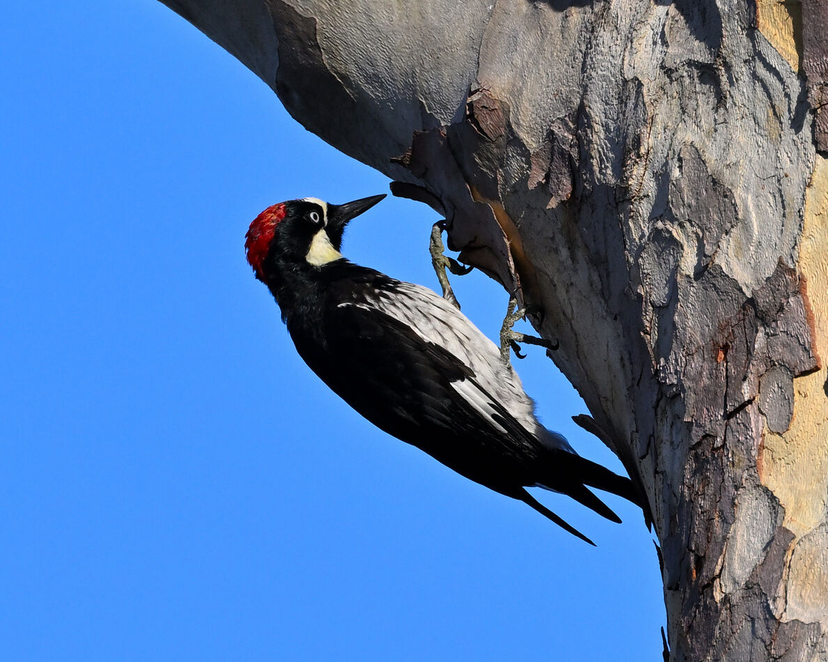 Male Acorn Woodpecker...