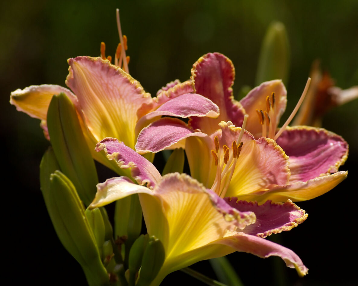 Still thinking pink: Great color for this time of year and its weather 🎯...