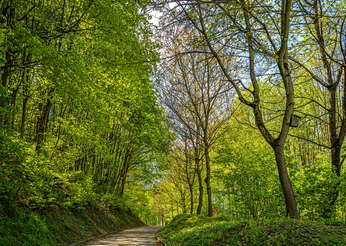 9 - Aargau/Staufen - Light green early spring foli...