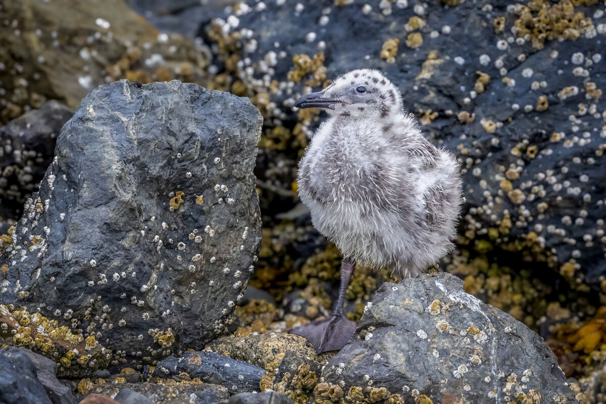 I thought this little gull chick was cute!...