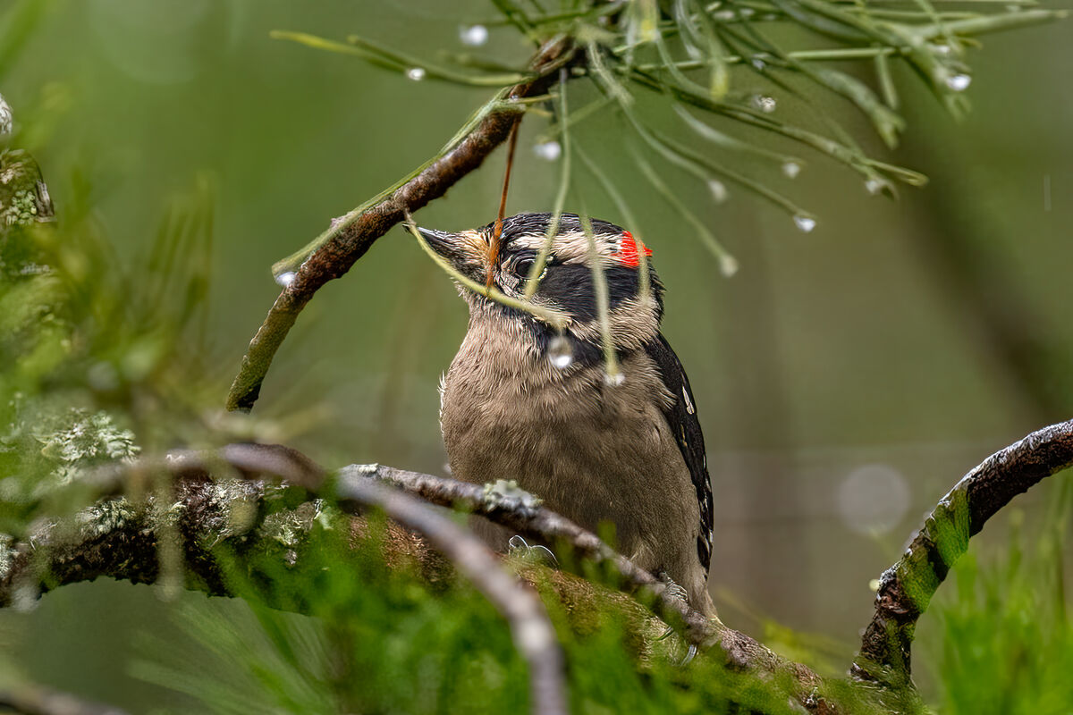 Downy Woodpecker...