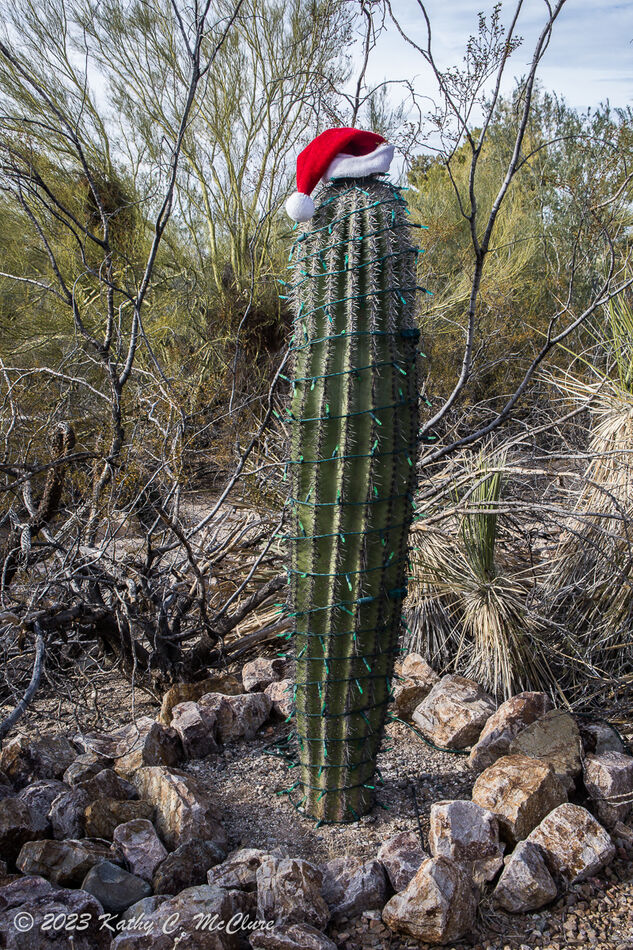 This is typical Christmas decoration in the desert...