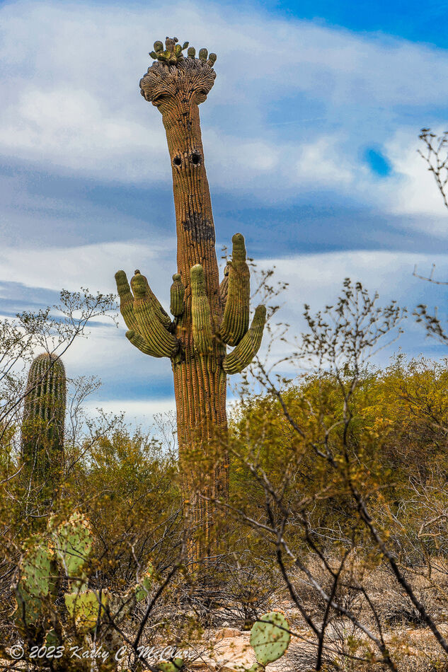 A most odd saguaro.  First of all the "eyes" are s...