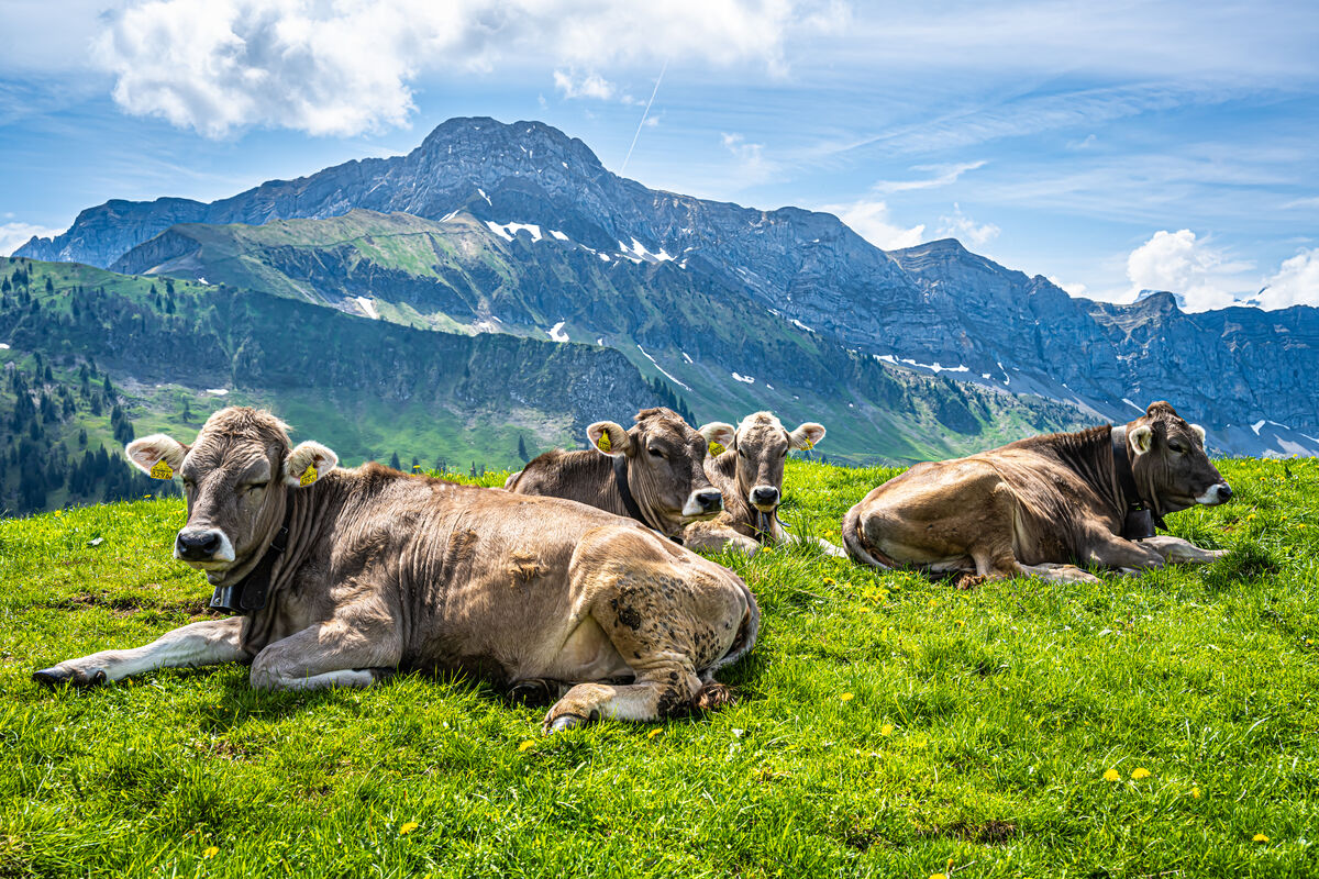 4 - Nidwalden/Emmetten - Four of our bovine friend...