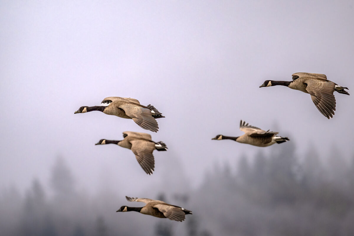 Cackling Geese in the Fog...