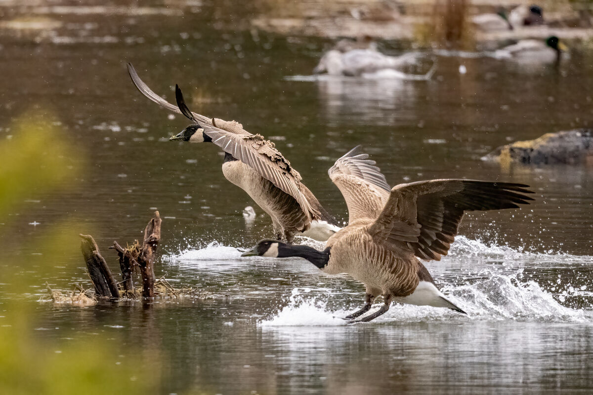 Cackling Geese Landing...