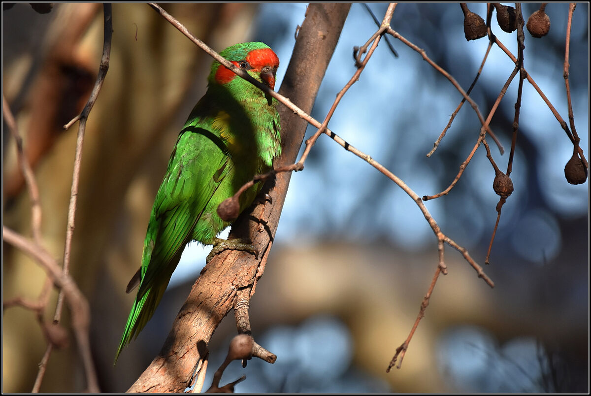 Musk Lorikeet...