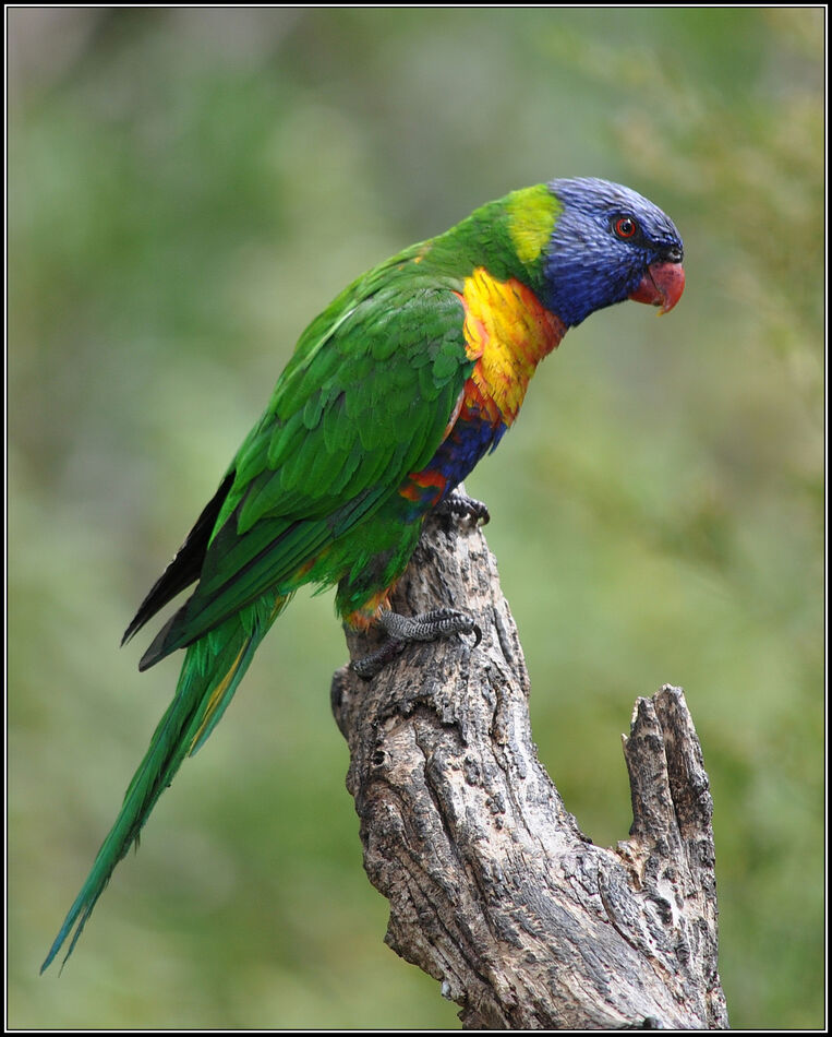 Rainbow Lorikeet...